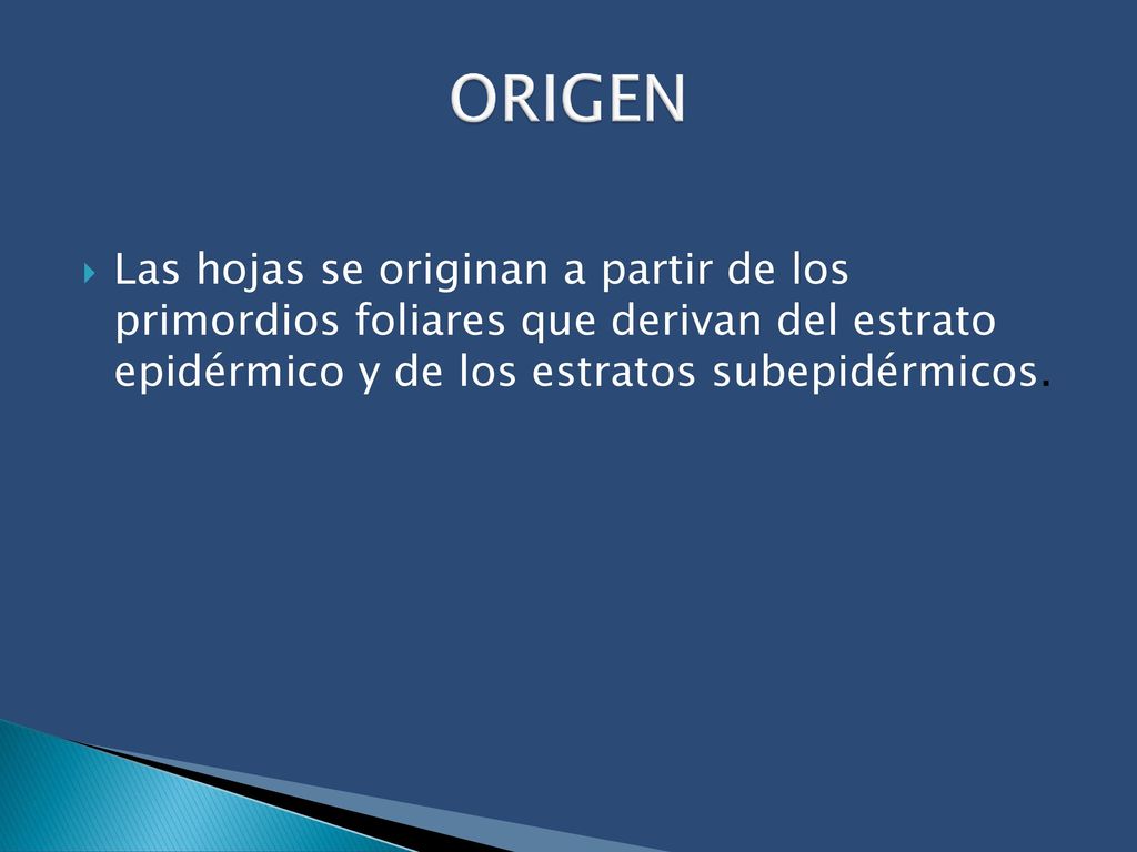 ORIGEN Las hojas se originan a partir de los primordios foliares que derivan del estrato epidérmico y de los estratos subepidérmicos.
