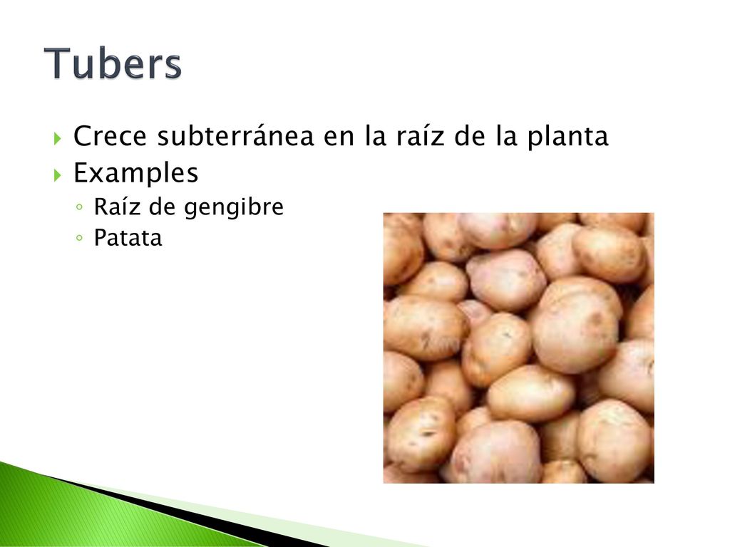 Tubers Crece subterránea en la raíz de la planta Examples