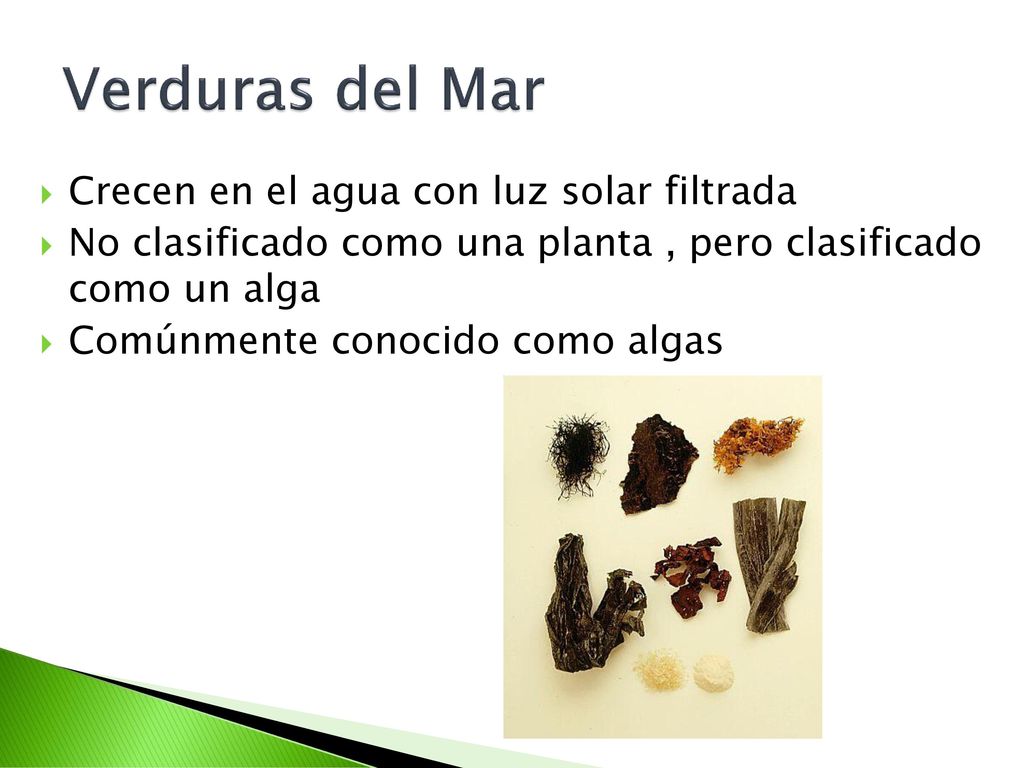 Verduras del Mar Crecen en el agua con luz solar filtrada