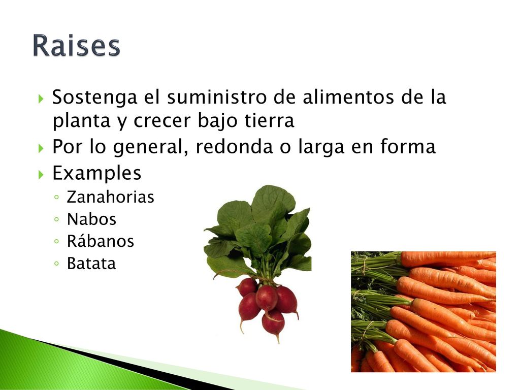 Raises Sostenga el suministro de alimentos de la planta y crecer bajo tierra. Por lo general, redonda o larga en forma.