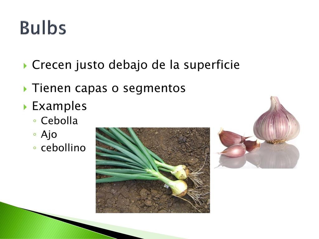 Bulbs Crecen justo debajo de la superficie Tienen capas o segmentos
