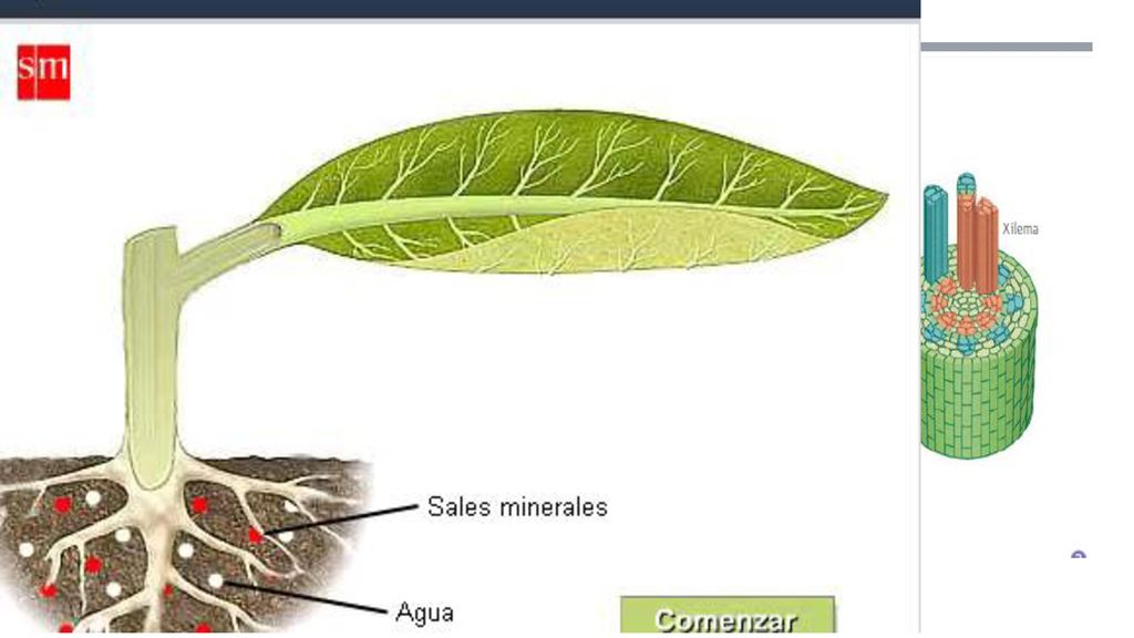 Órganos de las plantas 1. Hoja. Las hojas están formadas por tejido fundamental, vascular y dérmico.