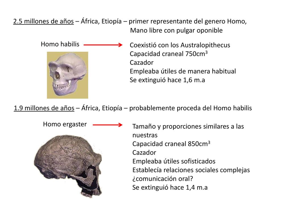 2.5 millones de años – África, Etiopía – primer representante del genero Homo,