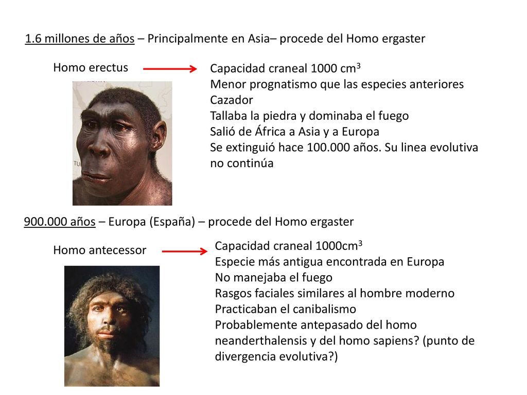 1.6 millones de años – Principalmente en Asia– procede del Homo ergaster