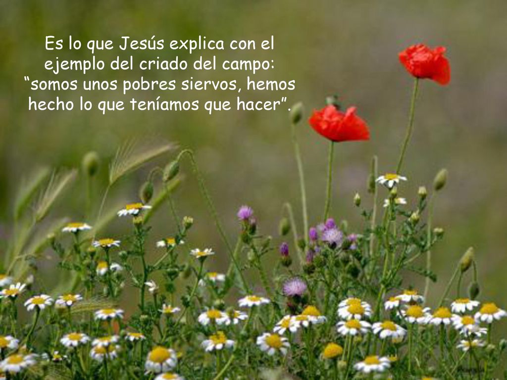 Es lo que Jesús explica con el ejemplo del criado del campo: somos unos pobres siervos, hemos hecho lo que teníamos que hacer .