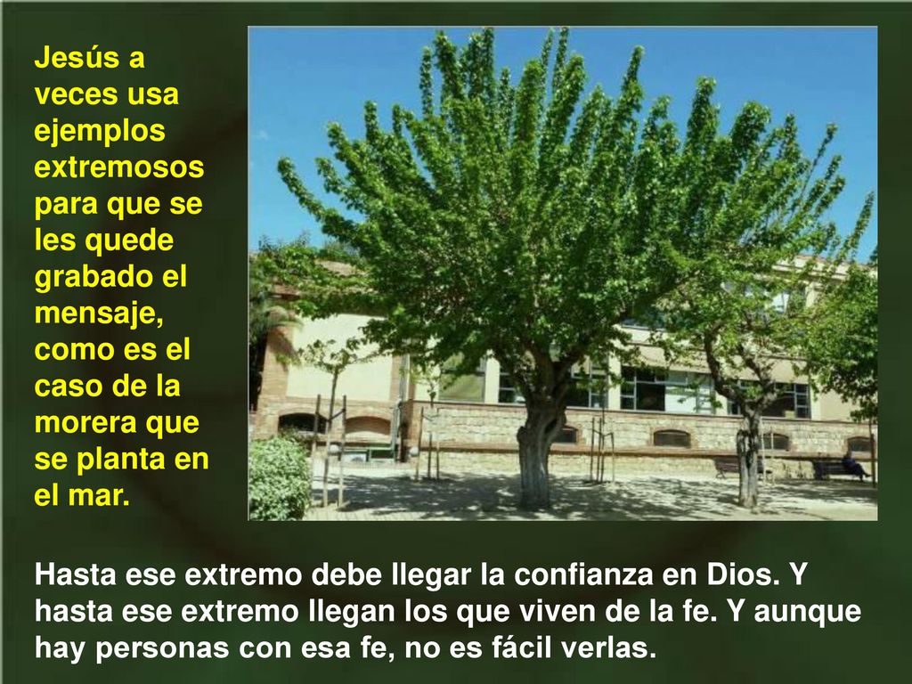 Jesús a veces usa ejemplos extremosos para que se les quede grabado el mensaje, como es el caso de la morera que se planta en el mar.