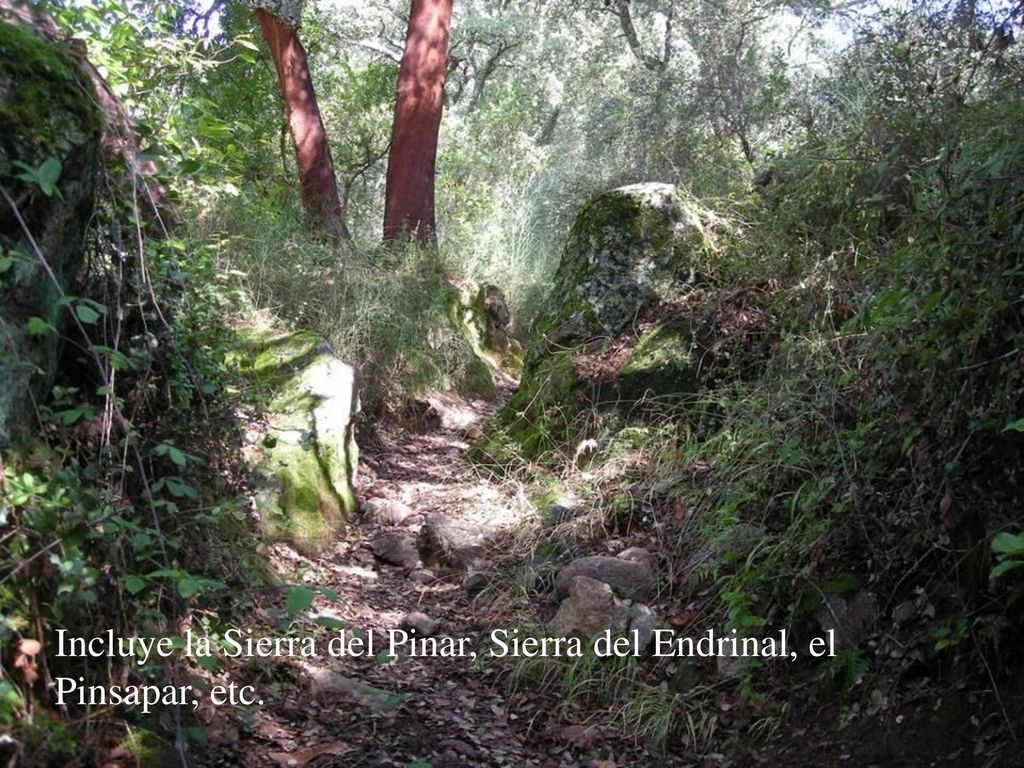 Incluye la Sierra del Pinar, Sierra del Endrinal, el Pinsapar, etc.