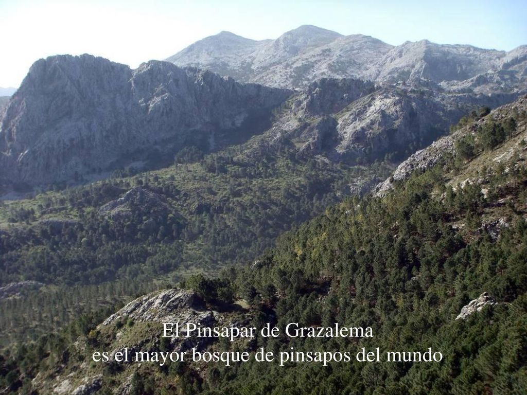 El Pinsapar de Grazalema es el mayor bosque de pinsapos del mundo