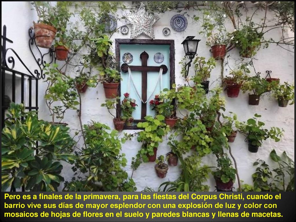 Pero es a finales de la primavera, para las fiestas del Corpus Christi, cuando el barrio vive sus días de mayor esplendor con una explosión de luz y color con mosaicos de hojas de flores en el suelo y paredes blancas y llenas de macetas.