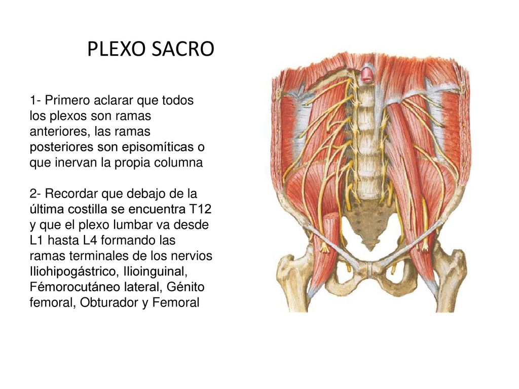 PLEXO SACRO 1- Primero aclarar que todos los plexos son ramas anteriores, las ramas posteriores son episomíticas o que inervan la propia columna.