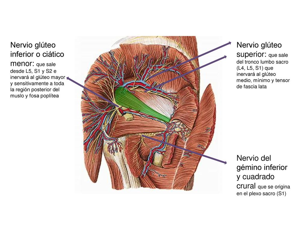 Nervio glúteo inferior o ciático menor: que sale desde L5, S1 y S2 e inervará al glúteo mayor y sensitivamente a toda la región posterior del muslo y fosa poplítea