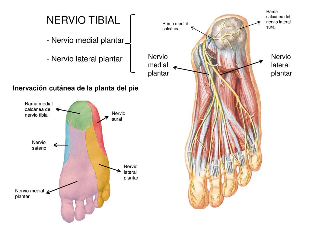NERVIO TIBIAL - Nervio medial plantar - Nervio lateral plantar