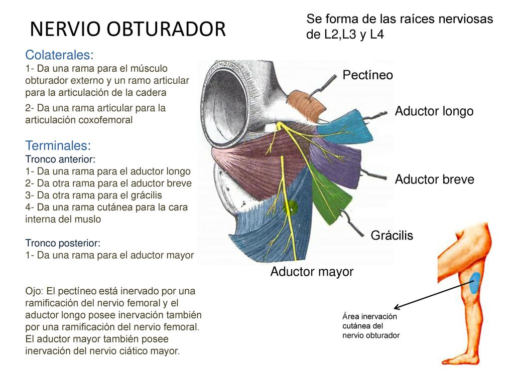 NERVIO OBTURADOR Se forma de las raíces nerviosas de L2,L3 y L4