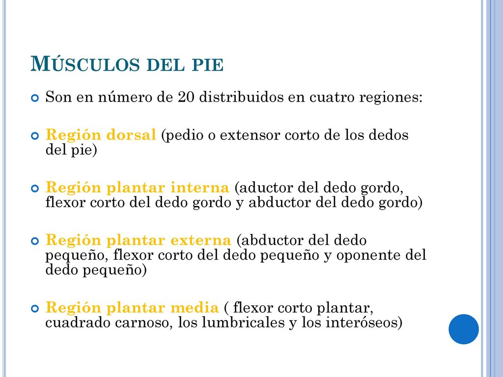 Músculos del pie Son en número de 20 distribuidos en cuatro regiones: