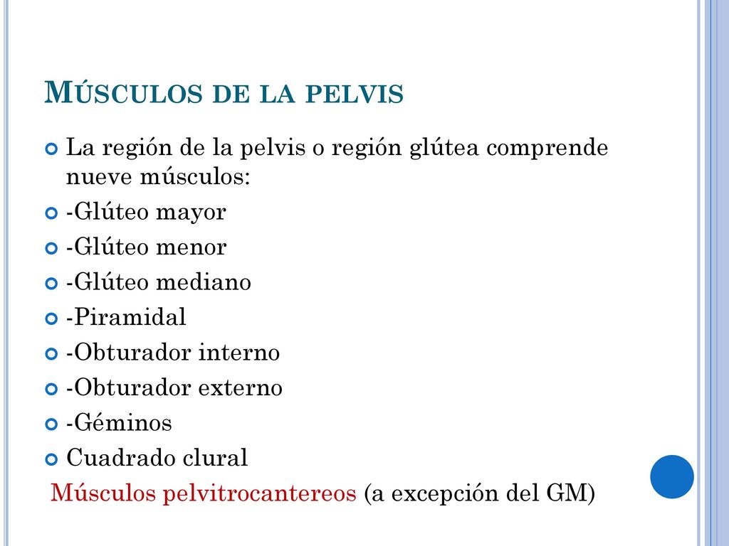 Músculos de la pelvis La región de la pelvis o región glútea comprende nueve músculos: -Glúteo mayor.