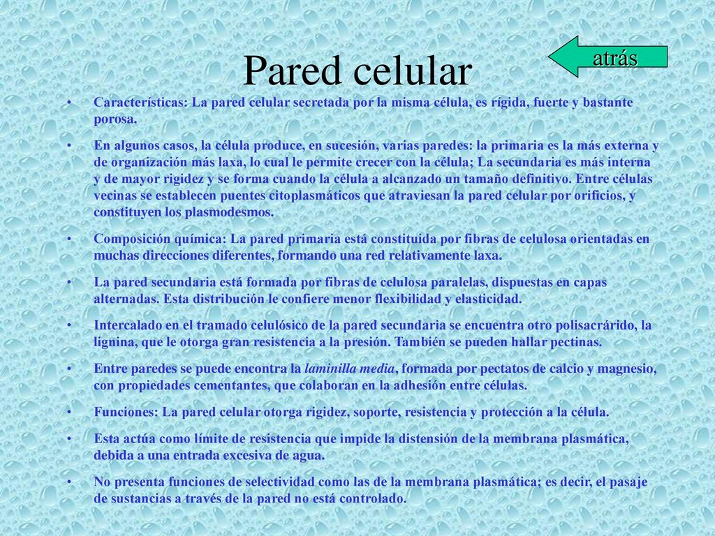 Pared celular atrás. Características: La pared celular secretada por la misma célula, es rígida, fuerte y bastante porosa.