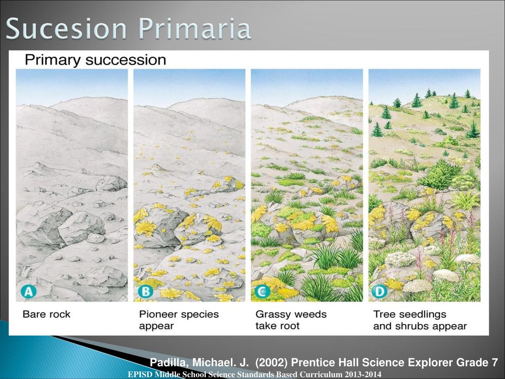 Sucesion Primaria Padilla, Michael. J. (2002) Prentice Hall Science Explorer Grade 7.