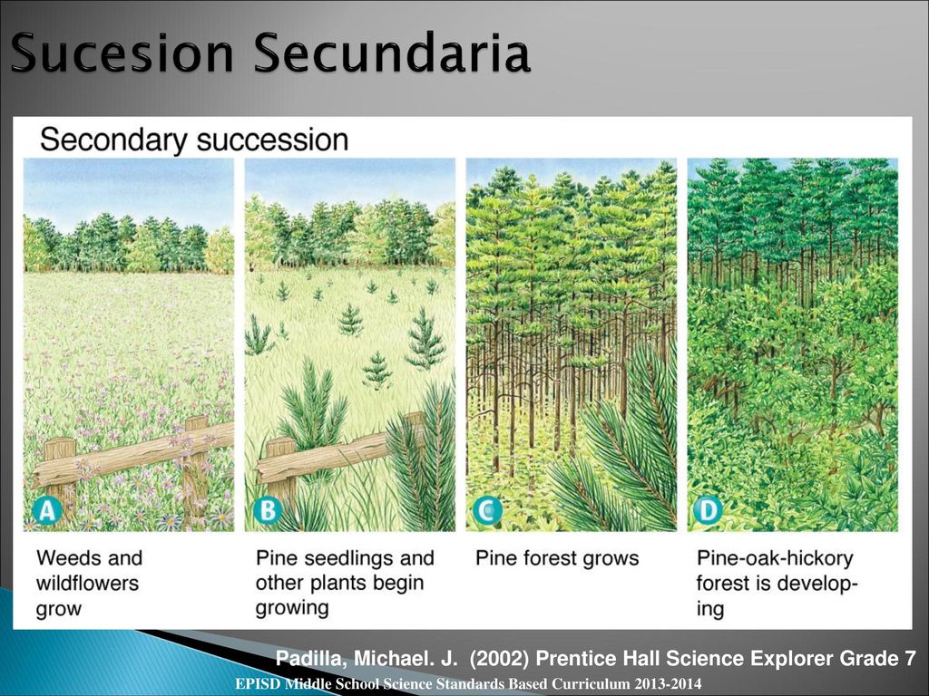 Sucesion Secundaria Padilla, Michael. J. (2002) Prentice Hall Science Explorer Grade 7.