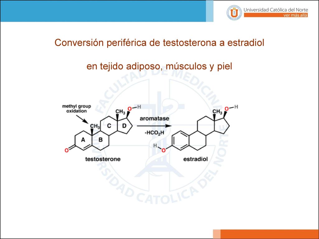 No está totalmente clara su causa, pero se cree que está relacionada con un desequilibrio entre los niveles de estrógenos y andrógenos, o una mayor sensibilidad a los estrógeno a circulantes.