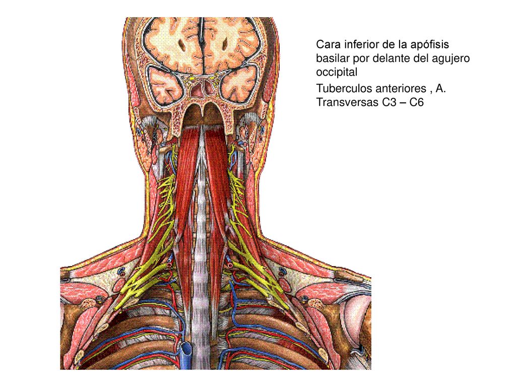 Cara inferior de la apófisis basilar por delante del agujero occipital