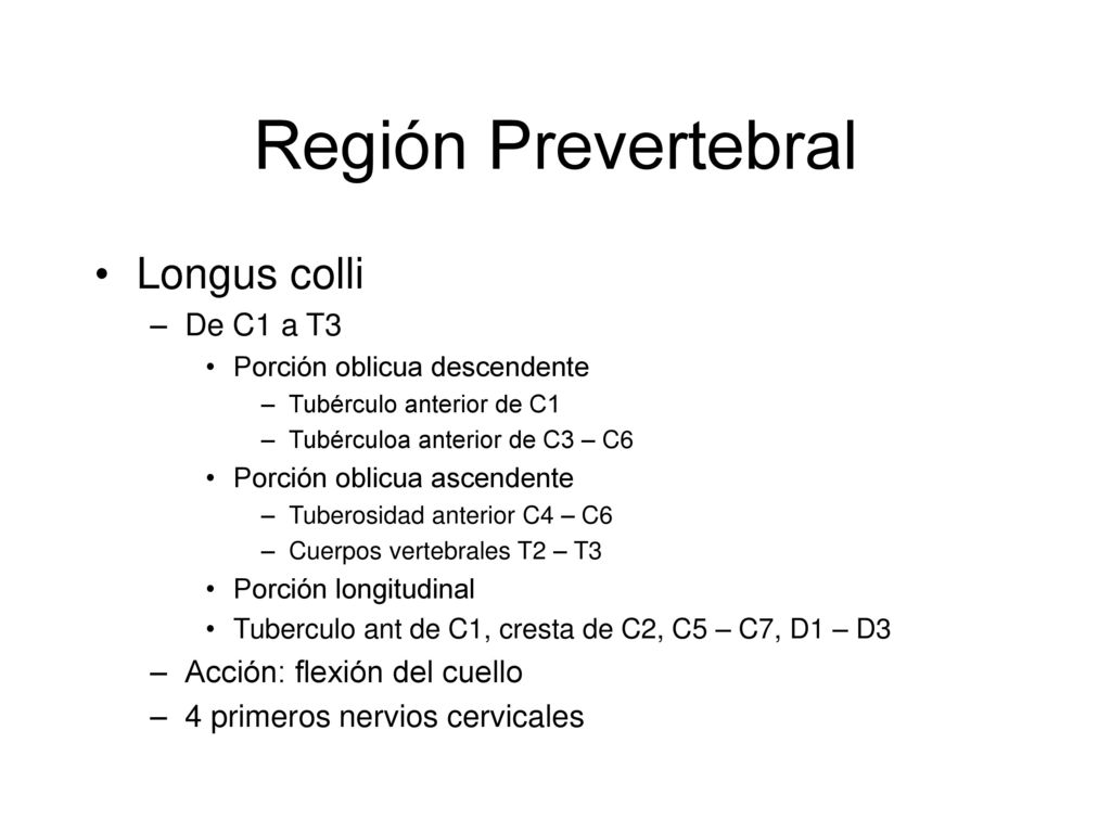 Región Prevertebral Longus colli De C1 a T3 Acción: flexión del cuello