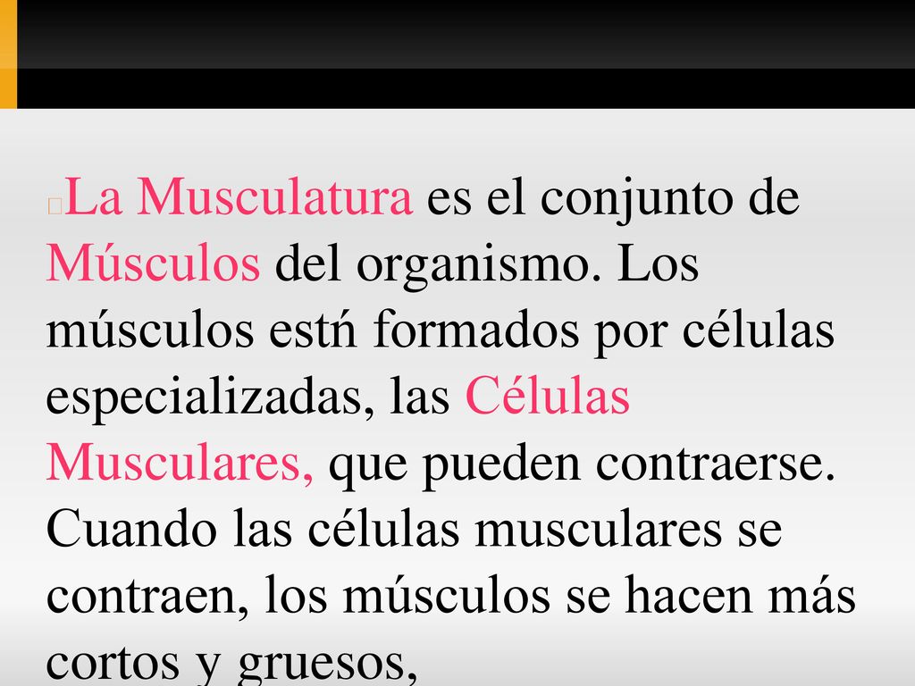 La Musculatura es el conjunto de Músculos del organismo