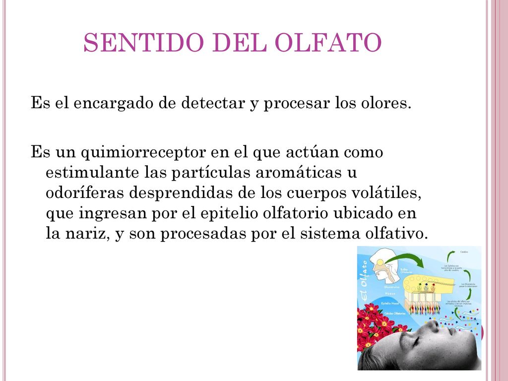 SENTIDO DEL OLFATO Es el encargado de detectar y procesar los olores.