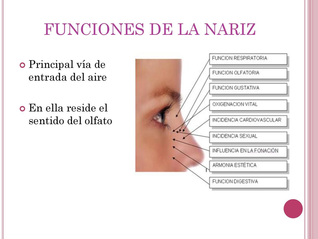 FUNCIONES DE LA NARIZ Principal vía de entrada del aire