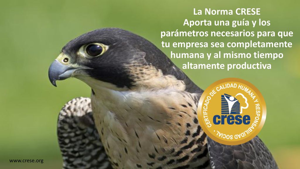 La Norma CRESE Aporta una guía y los parámetros necesarios para que tu empresa sea completamente humana y al mismo tiempo altamente productiva