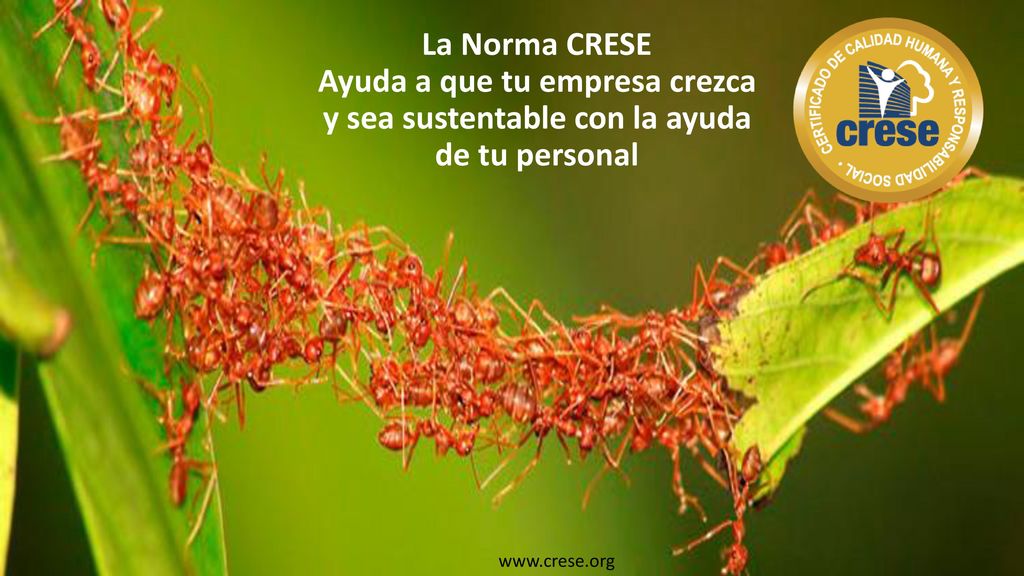 La Norma CRESE Ayuda a que tu empresa crezca y sea sustentable con la ayuda de tu personal