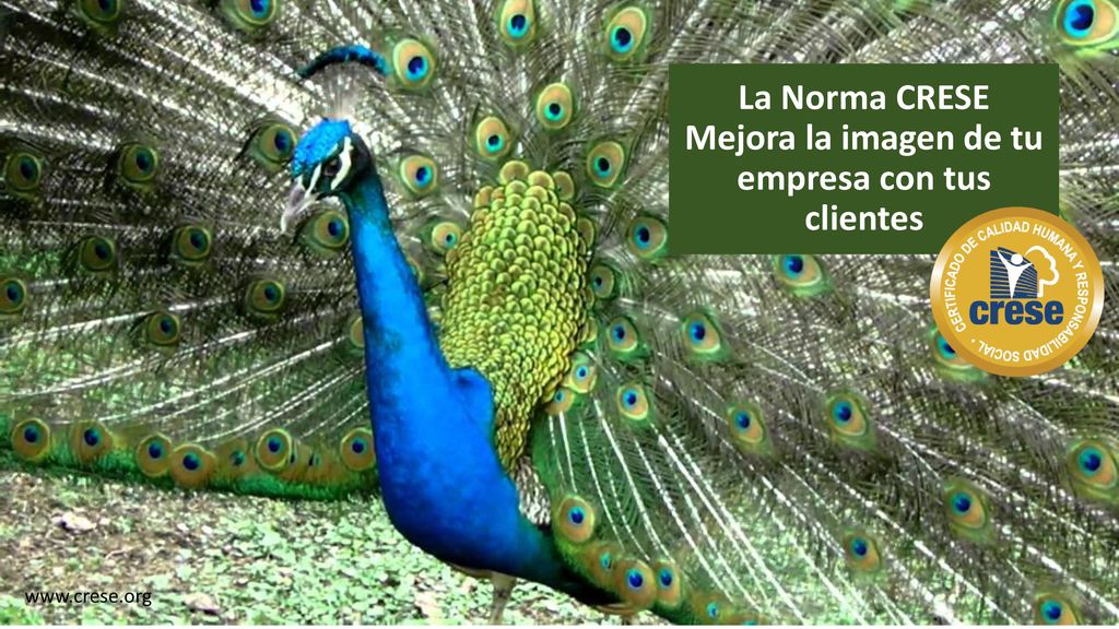 La Norma CRESE Mejora la imagen de tu empresa con tus clientes