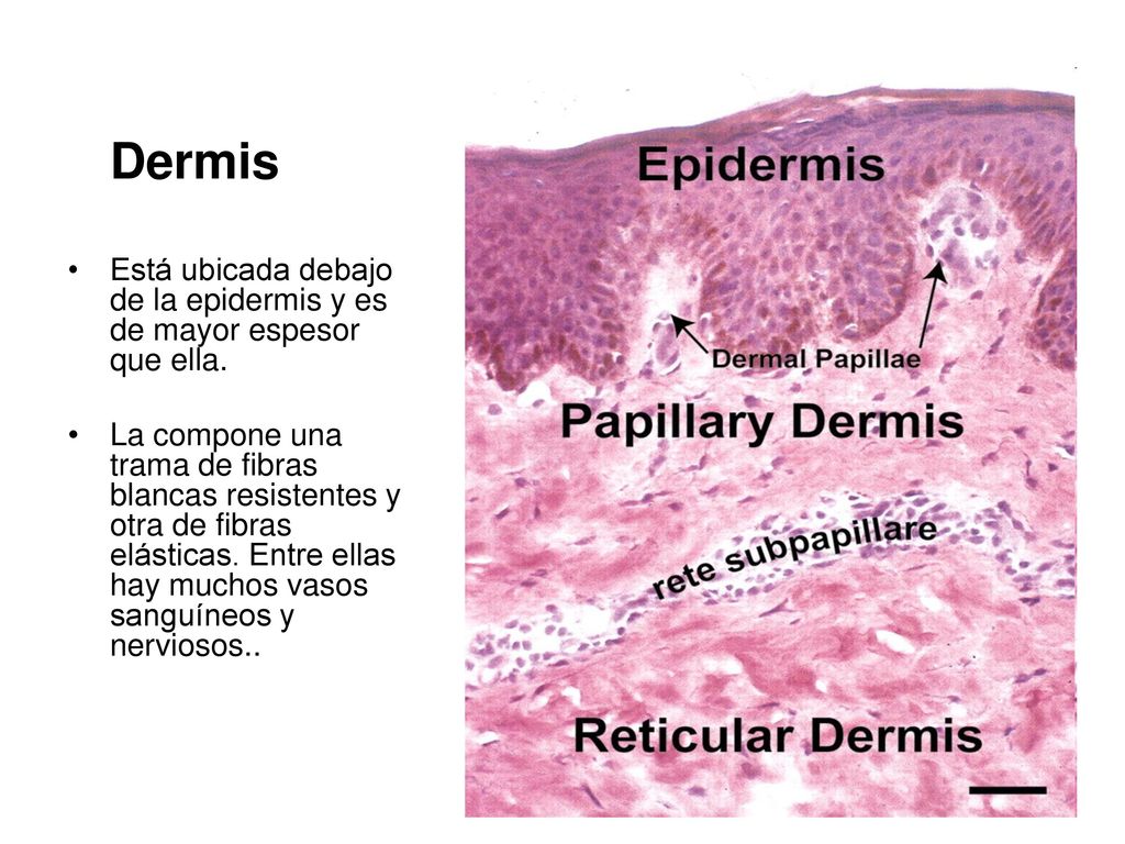 Dermis Está ubicada debajo de la epidermis y es de mayor espesor que ella.