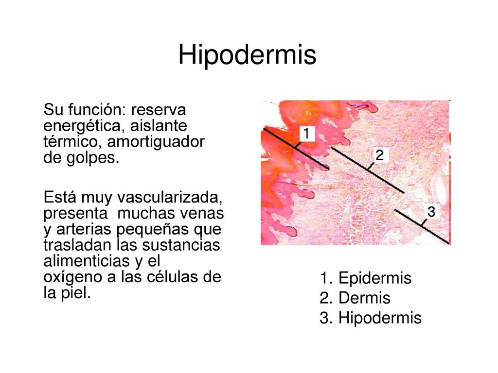 Hipodermis Su función: reserva energética, aislante térmico, amortiguador de golpes.