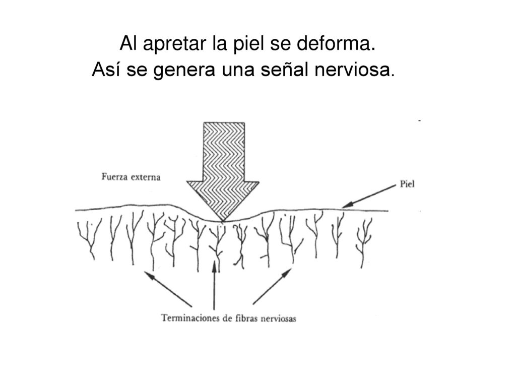 Al apretar la piel se deforma. Así se genera una señal nerviosa.