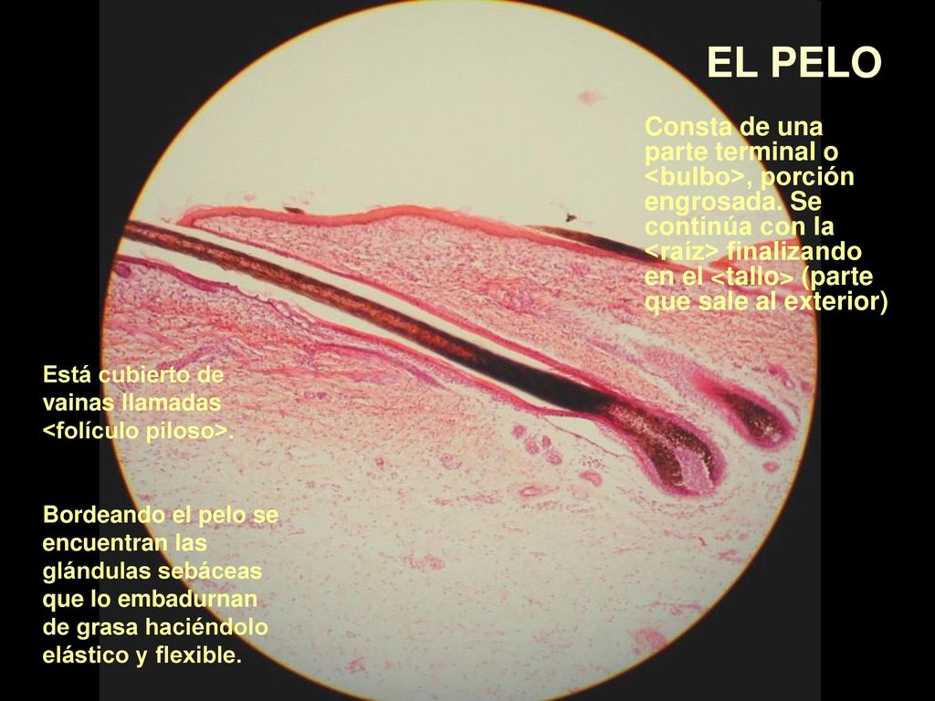 EL PELO Consta de una parte terminal o <bulbo>, porción engrosada. Se continúa con la <raíz> finalizando en el <tallo> (parte que sale al exterior)