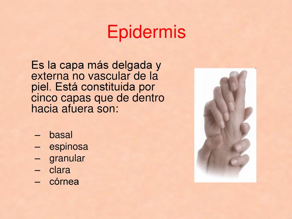 Epidermis Es la capa más delgada y externa no vascular de la piel. Está constituida por cinco capas que de dentro hacia afuera son: