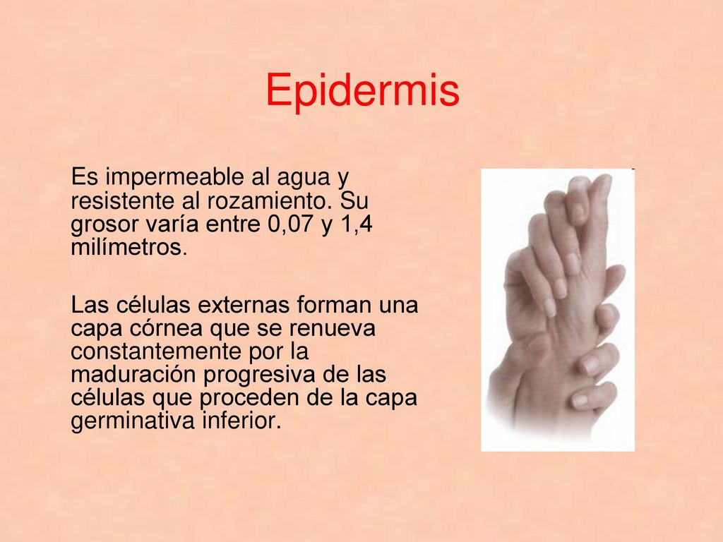 Epidermis Es impermeable al agua y resistente al rozamiento. Su grosor varía entre 0,07 y 1,4 milímetros.