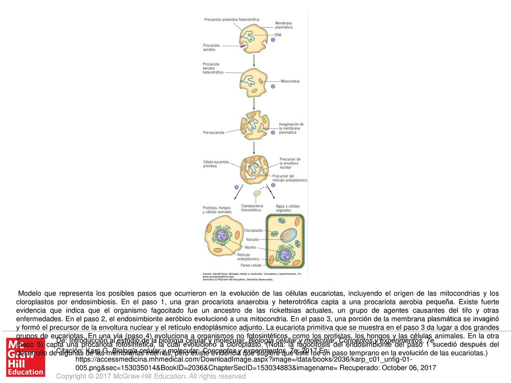 Modelo que representa los posibles pasos que ocurrieron en la evolución de las células eucariotas, incluyendo el origen de las mitocondrias y los cloroplastos por endosimbiosis. En el paso 1, una gran procariota anaerobia y heterotrófica capta a una procariota aerobia pequeña. Existe fuerte evidencia que indica que el organismo fagocitado fue un ancestro de las rickettsias actuales, un grupo de agentes causantes del tifo y otras enfermedades. En el paso 2, el endosimbionte aeróbico evolucionó a una mitocondria. En el paso 3, una porción de la membrana plasmática se invaginó y formó el precursor de la envoltura nuclear y el retículo endoplásmico adjunto. La eucariota primitiva que se muestra en el paso 3 da lugar a dos grandes grupos de eucariotas. En una vía (paso 4) evoluciona a organismos no fotosintéticos, como los protistas, los hongos y las células animales. En la otra (paso 5) capta una procariota fotosintética, la cual evolucionó a cloroplasto. (Nota: la fagocitosis del endosimbionte del paso 1 sucedió después del desarrollo de algunas de las membranas internas, pero existe evidencia que sugiere que éste fue un paso temprano en la evolución de las eucariotas.)