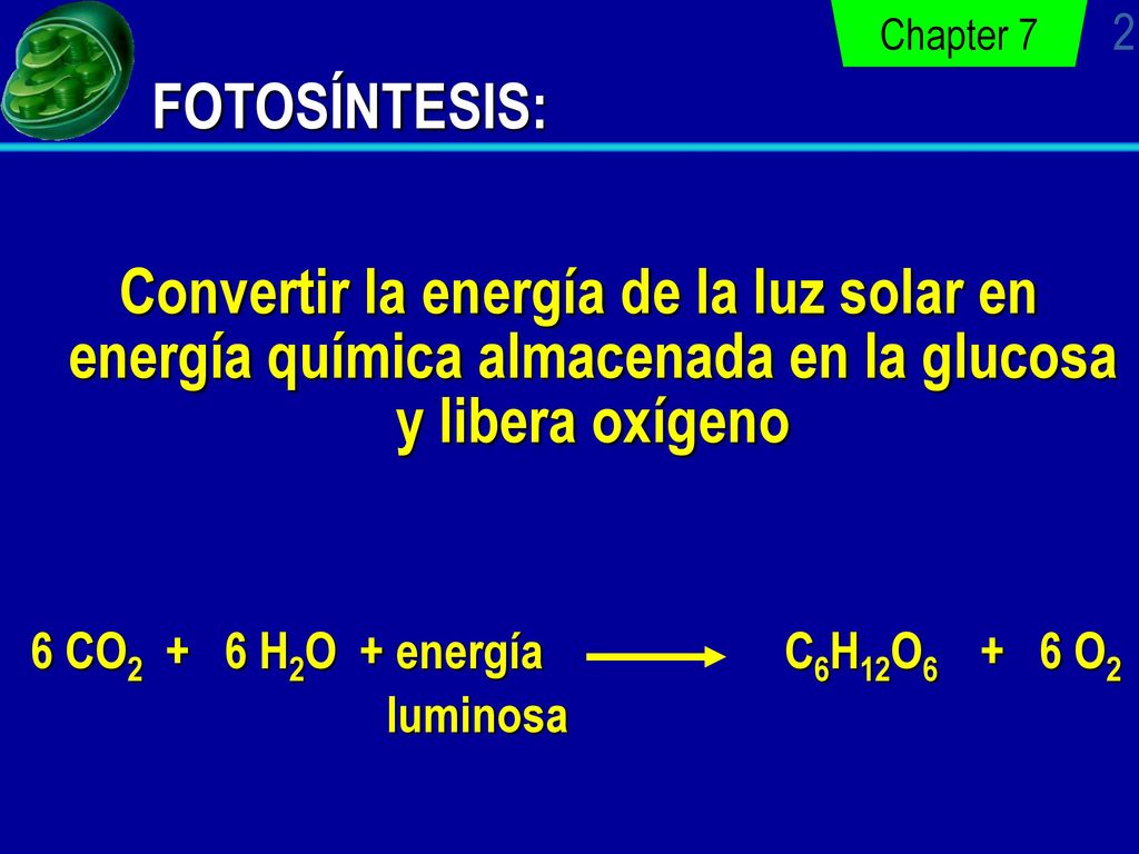 FOTOSÍNTESIS: Chapter 7. Convertir la energía de la luz solar en energía química almacenada en la glucosa y libera oxígeno.