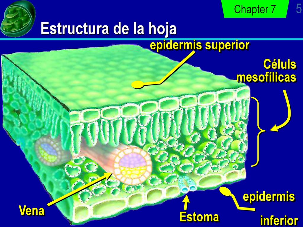 Estructura de la hoja epidermis superior Céluls mesofílicas epidermis