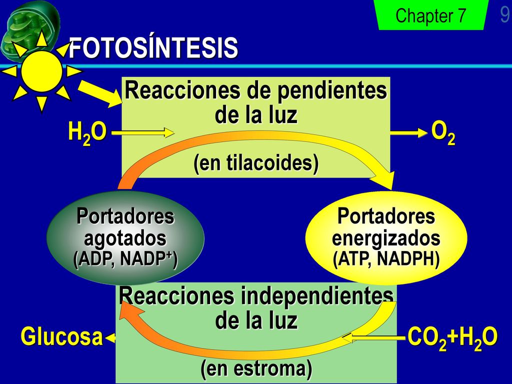 FOTOSÍNTESIS Reacciones de pendientes de la luz (en tilacoides) H2O O2