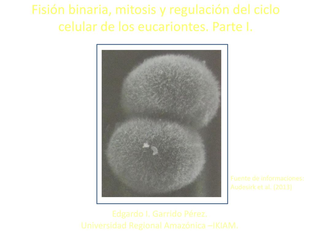 Fisión binaria, mitosis y regulación del ciclo celular de los eucariontes. Parte I.