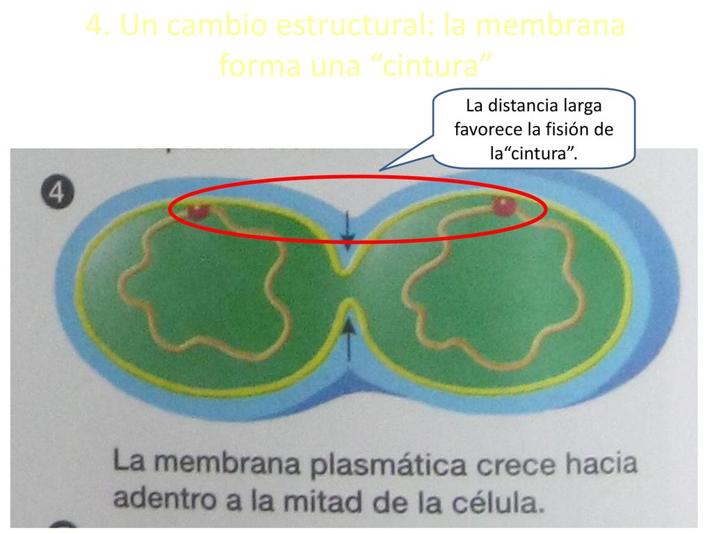 4. Un cambio estructural: la membrana forma una cintura