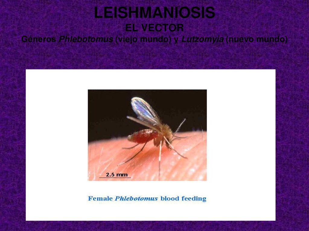 LEISHMANIOSIS EL VECTOR Géneros Phlebotomus (viejo mundo) y Lutzomyia (nuevo mundo)