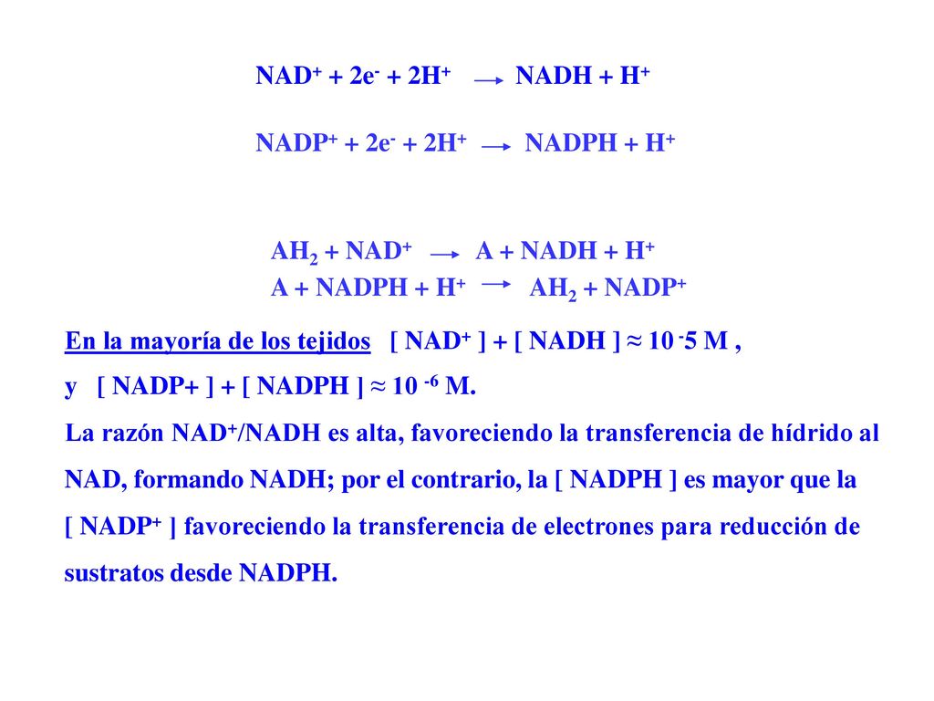 NAD+ + 2e- + 2H+ NADH + H+ NADP+ + 2e- + 2H+ NADPH + H+ AH2 + NAD+ A + NADH + H+