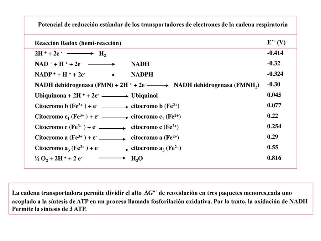 Potencial de reducción estándar de los transportadores de electrones de la cadena respiratoria