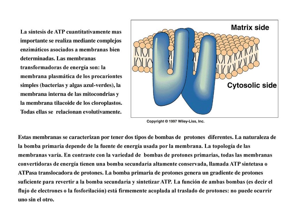 La síntesis de ATP cuantitativamente mas importante se realiza mediante complejos enzimáticos asociados a membranas bien determinadas. Las membranas transformadoras de energía son: la membrana plasmática de los procariontes simples (bacterias y algas azul-verdes), la membrana interna de las mitocondrias y la membrana tilacoide de los cloroplastos. Todas ellas se relacionan evolutivamente.
