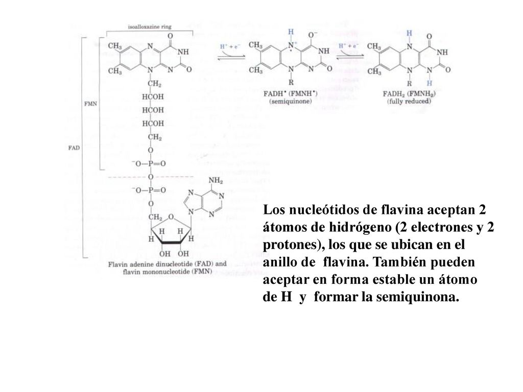Los nucleótidos de flavina aceptan 2 átomos de hidrógeno (2 electrones y 2 protones), los que se ubican en el anillo de flavina.