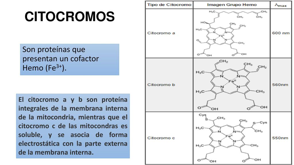 CITOCROMOS Son proteínas que presentan un cofactor Hemo (Fe3+).