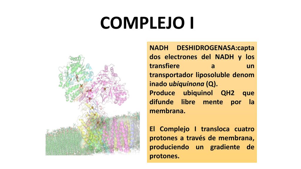 COMPLEJO I NADH DESHIDROGENASA:capta dos electrones del NADH y los transfiere a un transportador liposoluble denominado ubiquinona (Q).
